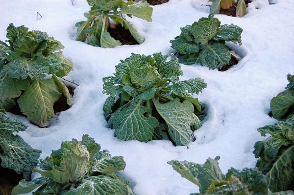 Collard greens planted outdoors with a layer of snow on the ground